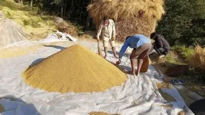 मोरङमा चैते धानको उत्पादन वृद्धि